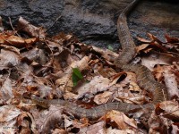 A10A9984Northern_Watersnake