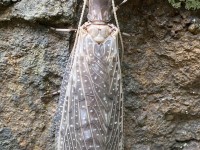 IMG_6845Dobsonfly