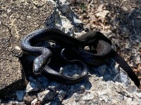 IMG_6880Black_Rat_Snake