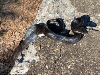 IMG_6884Black_Rat_Snake