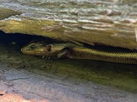 IMG_6910Skink