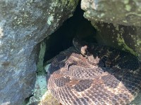 IMG_6915Timber_Rattlesnake