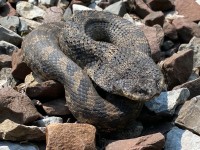 IMG_6937Hognose_Snake