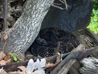 IMG_6946Timber_Rattlesnake