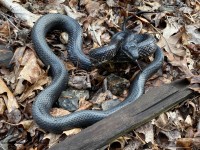 IMG_6981Black_Rat_Snake