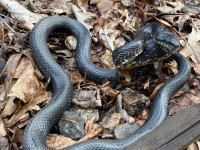 IMG_6982Black_Rat_Snake