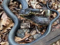 IMG_6986Black_Rat_Snake