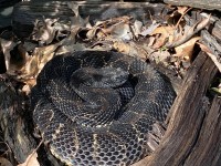 IMG_6999Timber_RattleSnake