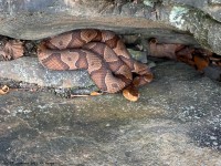 IMG_7007Northern_Copperhead_Snake