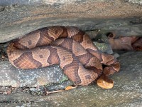 IMG_7009Northern_Copperhead_Snake