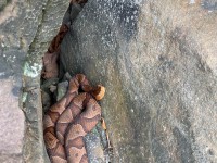 IMG_7010Northern_Copperhead_Snake