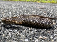 IMG_7019Eastern_Garter_Snake