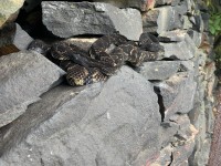 IMG_7023Timber_Rattlesnake