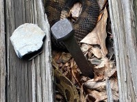 IMG_7037Yellow_Phase_Timber_Rattlesnake