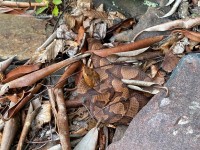 IMG_7054Northern_Copperhead_Snake
