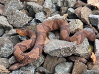 IMG_7057Northern_Copperhead_Snake