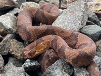 IMG_7062Northern_Copperhead_Snake