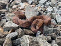 IMG_7066Northern_Copperhead_Snake