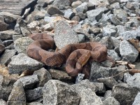 IMG_E7063Copperhead