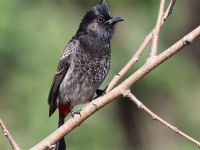 A10A5581Red-Vented_Bulbul