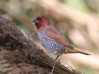 A10A5604Scaly-breasted_Munia