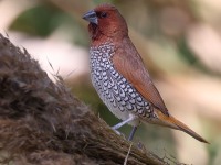 A10A5607Scaly-breasted_Munia