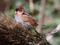 A10A5629Scaly-breasted_Munia