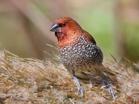 A10A5646Scaly-breasted_Munia