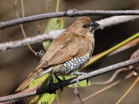 A10A5649Scaly-breasted_Munia