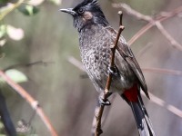 A10A5674Red-Vented_Bulbul