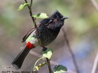 A10A5680Red-Vented_Bulbul