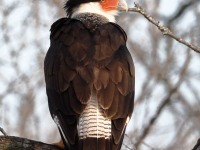 A10A5694Crested_Caracara