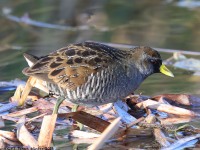 A10A5730Sora_Rail