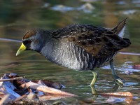 A10A5738Sora_Rail