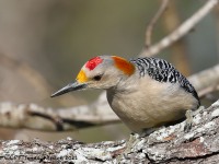 A10A5760Golden-fronted_woodpecker