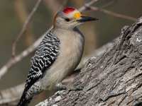 A10A5768Golden-fronted_woodpecker