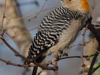 A10A5828Golden-fronted_Woodpecker