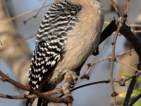 A10A5831Golden-fronted_Woodpecker