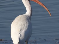 A10A5849White_Ibis