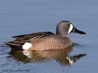 A10A5854Blue-winged_Teal