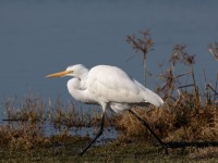 A10A5856Great_Egret