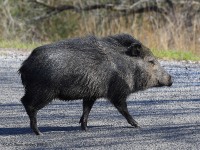 A10A5869Javelina