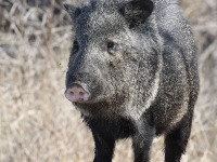 A10A5873Javelina