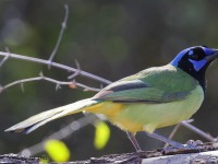 A10A5883Green_Jay