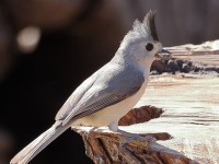 A10A5934Black-crested_Titmouse