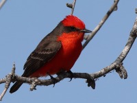 A10A5955Vermilion_Flycatcher