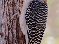 A10A5966Golden-fronted_Woodpecker