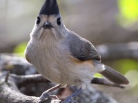 A10A5971Black-crested_Titmouse