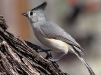 A10A6051Black-crested_Titmouse