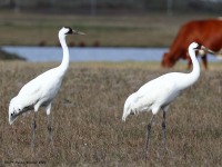 A10A6058Whooping_Cranes